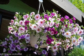 Surfinie - kaskady kwiatów na balkon i taras