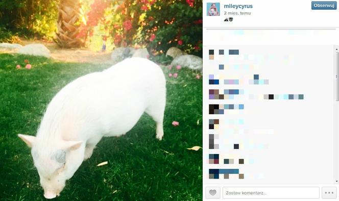  Miley Cyrus nago z prosiaczkiem na okładca Paper. Prawie jak Kim Kardashian...