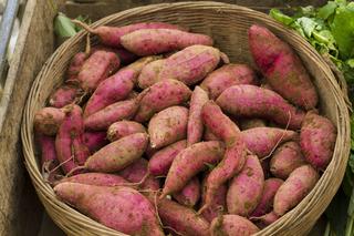Bataty, czyli słodkie ziemniaki. Uprawa batatów w przydomowym warzywniku