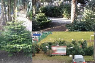 Gdzie kupić choinkę w Opolu? Ile kosztują świąteczne drzewka? [SZCZEGÓŁY, CENY, ADRESY]