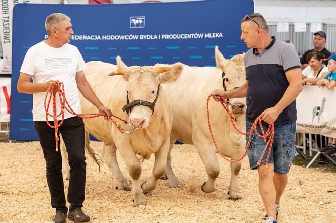 Jesienne Targi Rolnicze w Gryźlinach 2024. Wydarzenie przyciągnęło tłumy. Zobacz zdjęcia