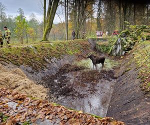 Klępa wpadła do basenu. Niecodzienna akcja ratunkowa w Wilczym Szańcu