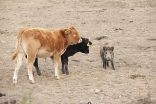 KROWY PRZYGARNĘŁY DZIKA.