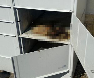 Martwy kot w paczkomacie. Policja bada sprawę. Szok