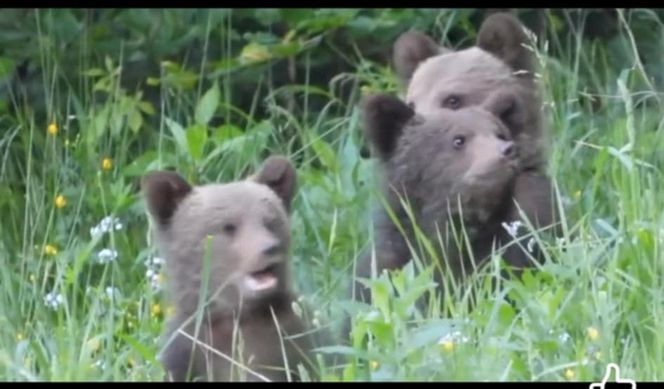 Misie trojaczki bawią się w chowanego