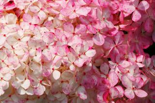 Hortensja bukietowa - odmiany