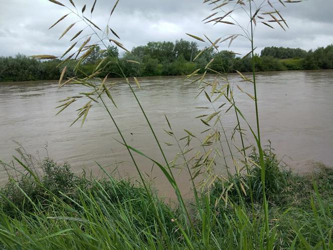 Wysoki Dunajec pod Tarnowem! Biała przy Azotach też przybiera