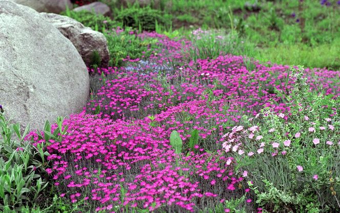 Ogród Botaniczny w Powsinie