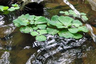  Pistia rozetkowa to nowy inwazyjny gatunek obcy