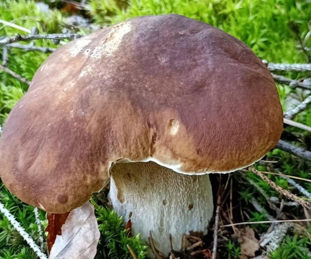 Gdzie na grzyby w Podlaskiem? Sprawdź polecane miejsca 