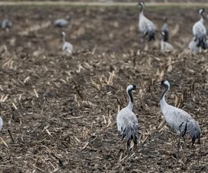 Żurawie powróciły do Poleskiego Parku Narodowego