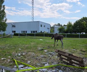Biedne zwierzę zostało uwięzione w wodzie po kolana