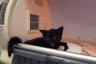 Inkubator dla małych zwierząt w sosnowieckim schronisku