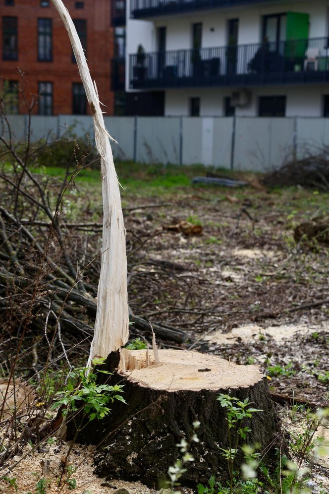 Deweloper nielegalnie wyciął dwa drzewa w Warszawie. Mieszkańcy oburzeni. „Będziemy reagować”