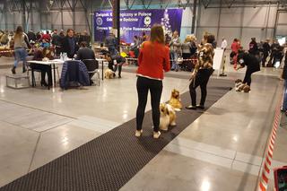 EXPO SILESIA DOG SHOW 2017