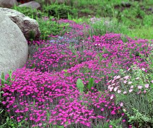 Ogród Botaniczny w Powsinie