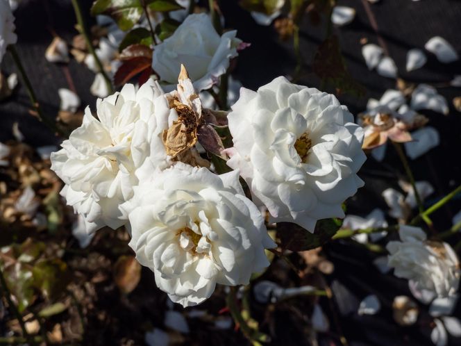 Róża wielokwiatowa 'Alabaster®'