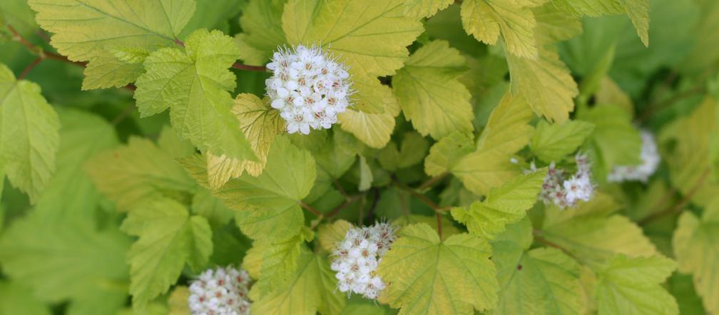 Pęcherznica kalinolistna 'Luteus' 