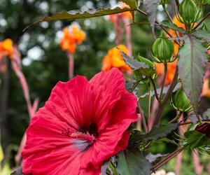 Hibiskus bagienny