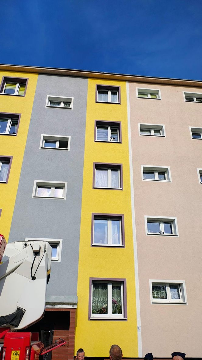 Kot zaklinował się w uchylonym oknie