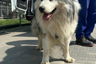 Zabił kobietę, wyprowadzał jej psa