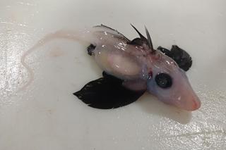 Tak wygląda niemowlę rekina-widmo. Naukowcy są w prawdziwym szoku! 