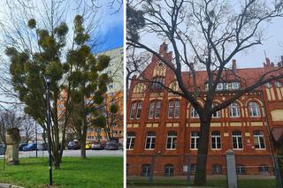 Te stare bydgoskie drzewa są w fatalnej kondycji. Dostaną drugą szansę, zajmie się nimi arborysta 