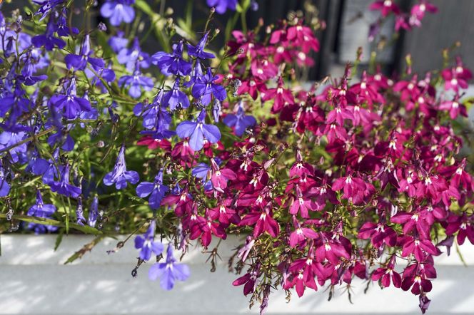 Lobelia przylądkowa