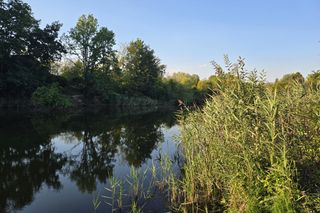 Bagry Ludwinowskie w Krakowie. Tu ma powstać Ptasi Raj