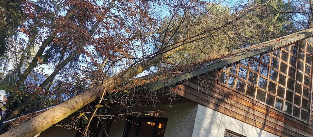 15-metrowe drzewo runęło na dom! Ogromne zagrożenie: „trzeba było ucinać konar po kawałku”  