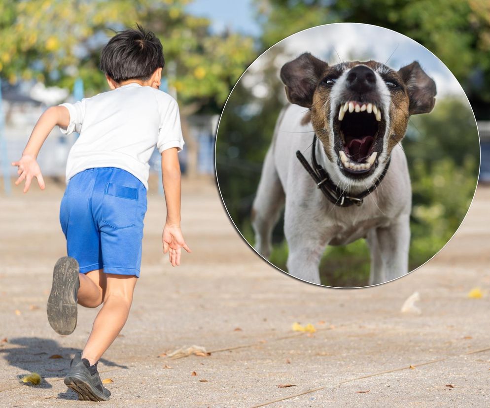 Pies zaatakował 11-latka. Zwierzę goniło chłopczyka. „Ujadało i było agresywne”