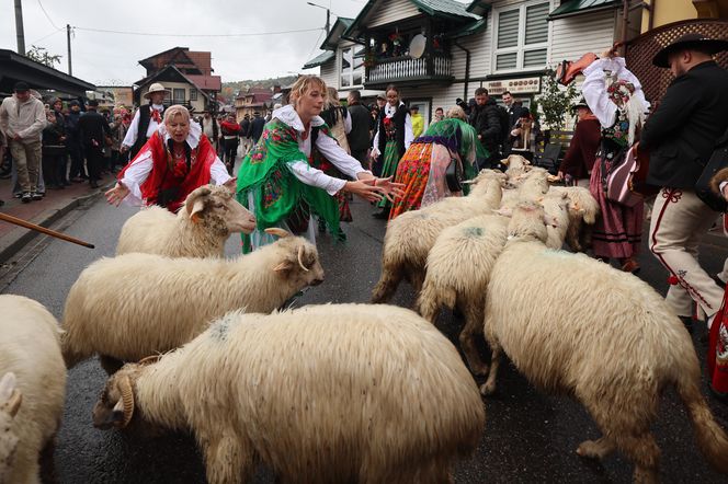 Owce opanowały Szczawnicę. Tak wyglądał redyk jesienny w małopolskim uzdrowisku