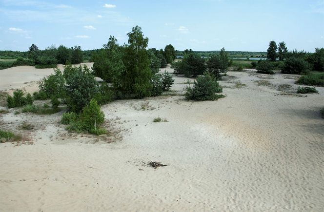 Wydma "Pękatka"