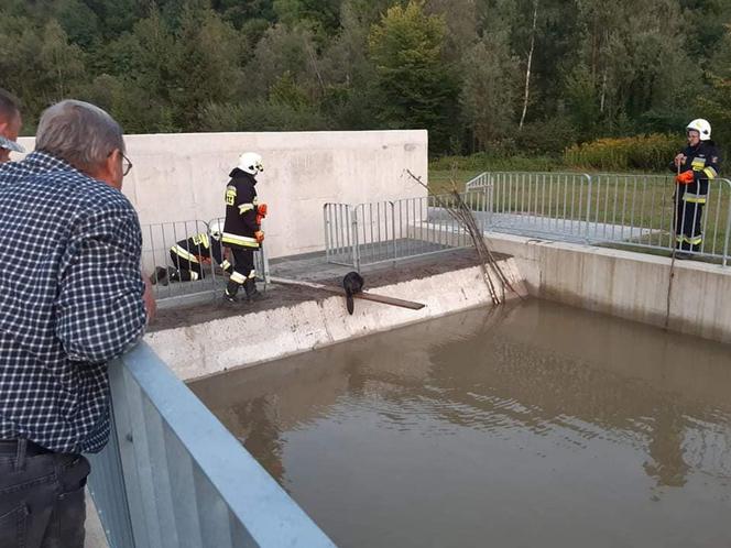 Zabrzeż. Strażacy uratowali bobra przed straszną śmiercią