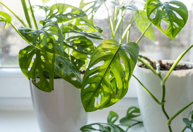 Monstera