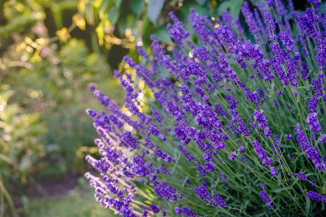 Lawenda wąskolistna (Lavandula angustifolia)