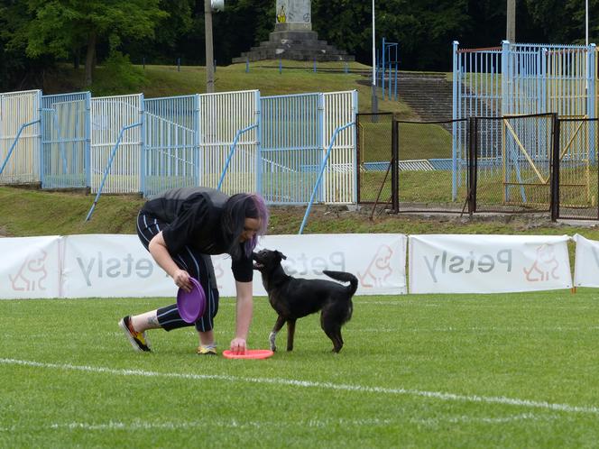 dog frisbee w Iławie