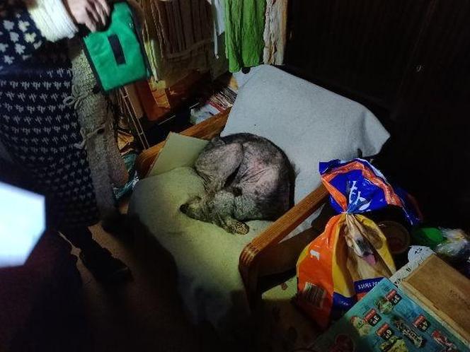 Wychudzony piesek był o krok od śmierci. Na szczęście pomoc przyszła w porę
