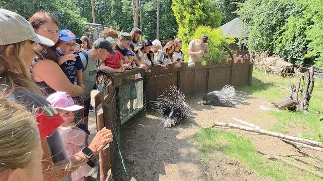 Pokazowe karmienie w myślęcińskim zoo to prawdziwy hit! Sprawdziliśmy to na miejscu