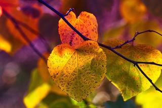 Jesień to kolorowe liście, grzybobranie, krótsze i chłodniejsze dni. Sprawdź swoją wiedzę  o tej nostalgicznej porze roku!
