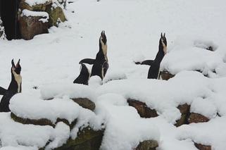 Posłuchaj, jak śpiewają pingwiny! Zgadniesz, co przypomina ten dźwięk? [WIDEO] 