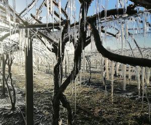 Wyjątkowe owoce rosną pod Bydgoszczą. Wiadomo już, że mini kiwi mają 20 składników odżywczych, a naukowcy nie skończyli liczyć