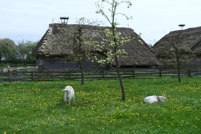 Muzeum Wsi Mazowieckiej - skansen w Sierpcu