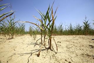 Uprawy - globalne ocieplenie