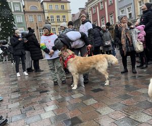 Golden Retriever WOŚP w Poznaniu