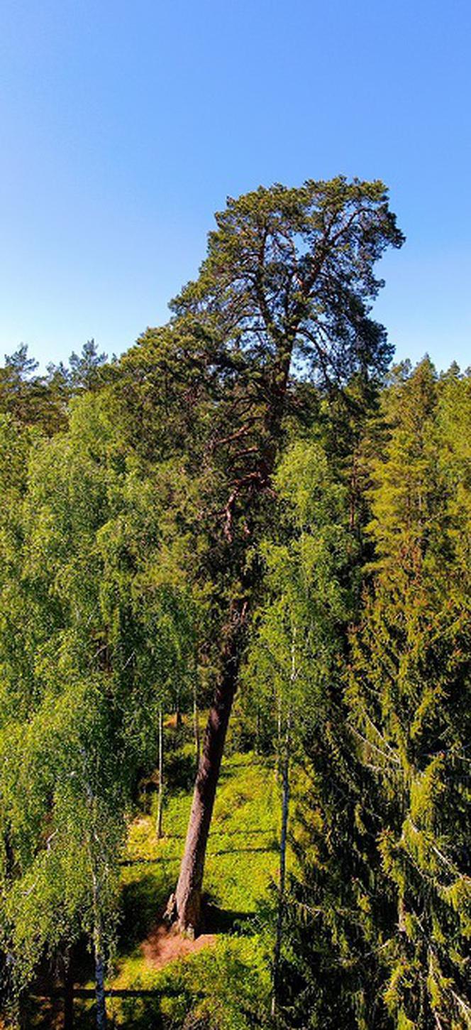 Gruba Kaśka walczy o wygraną. Po 300 latach może zostać Drzewem Roku 2020 [FOTO]