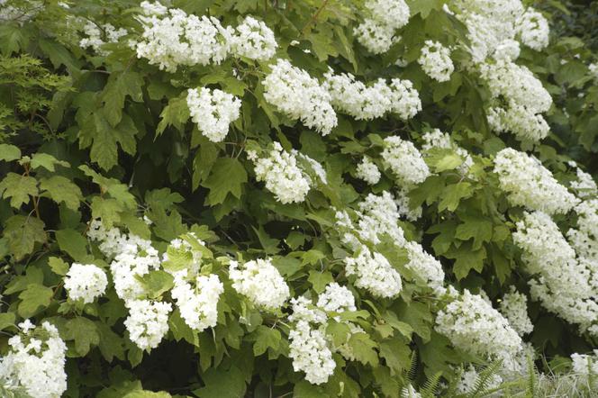 Hortensja dębolistna - Hydrangea quercifolia