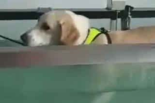 Ćwiczą dla parówki