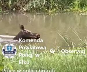 Łoś pływał w rzece i spacerował po Ełku! 