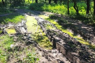 Prastara Puszcza Dulowska w Małopolsce. Spotkasz tam nawet łosie! 